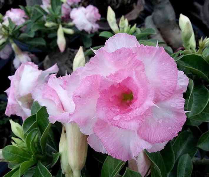 Adenium obesum 'namwan' - semena