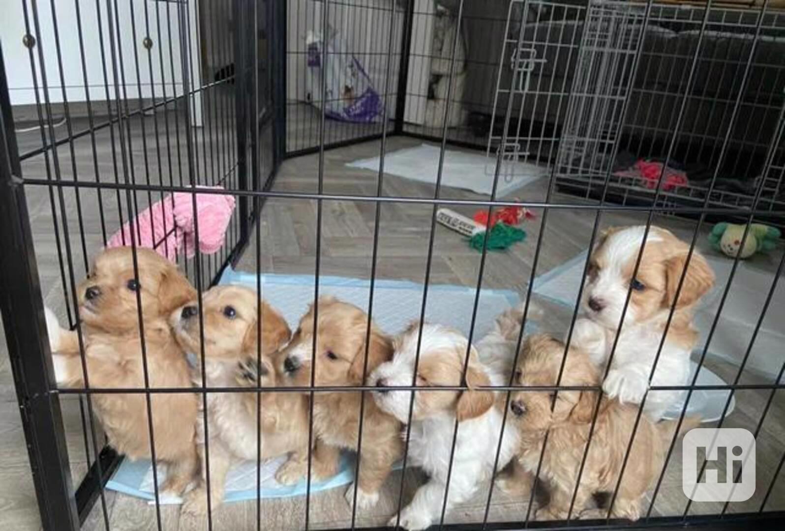 Štěňata Cavapoo - foto 1