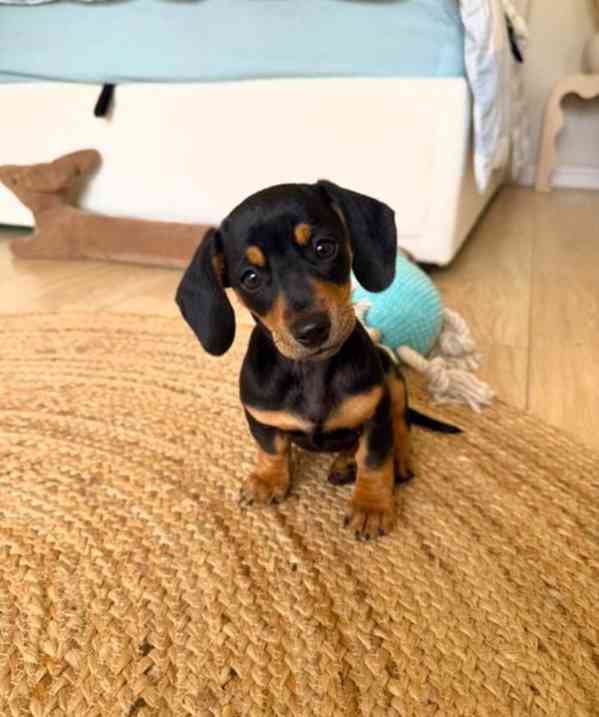 Jezevčík hladkosrstý trpasličí štenátka - foto 5