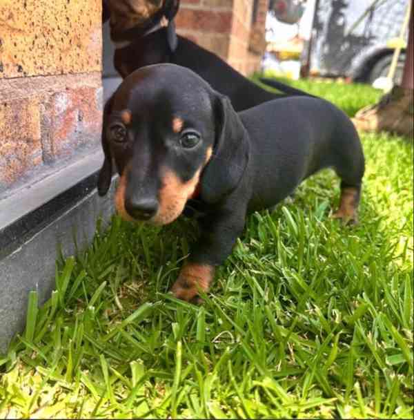 Jezevčík hladkosrstý trpasličí štenátka - foto 2