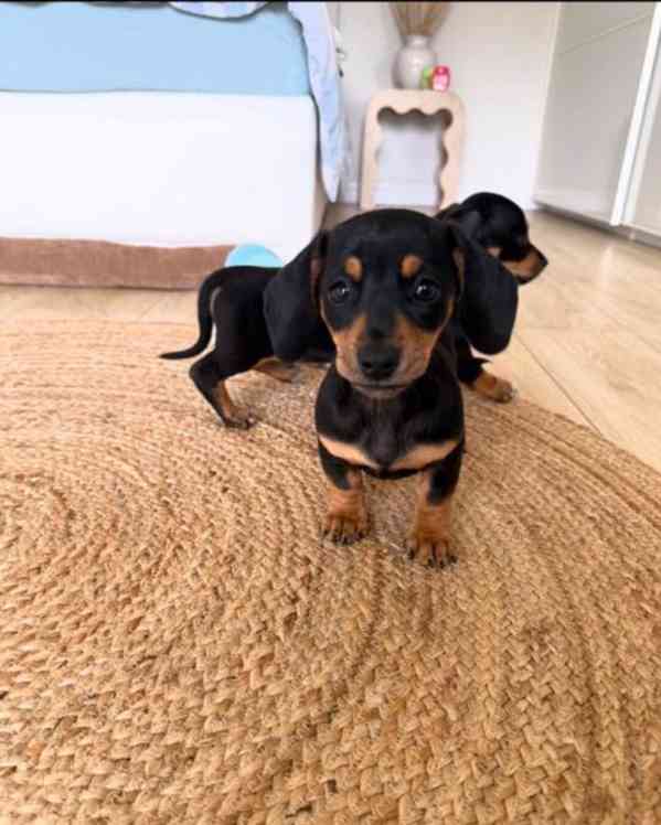 Jezevčík hladkosrstý trpasličí štenátka - foto 3