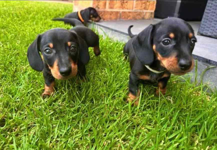 Jezevčík hladkosrstý trpasličí štenátka - foto 1