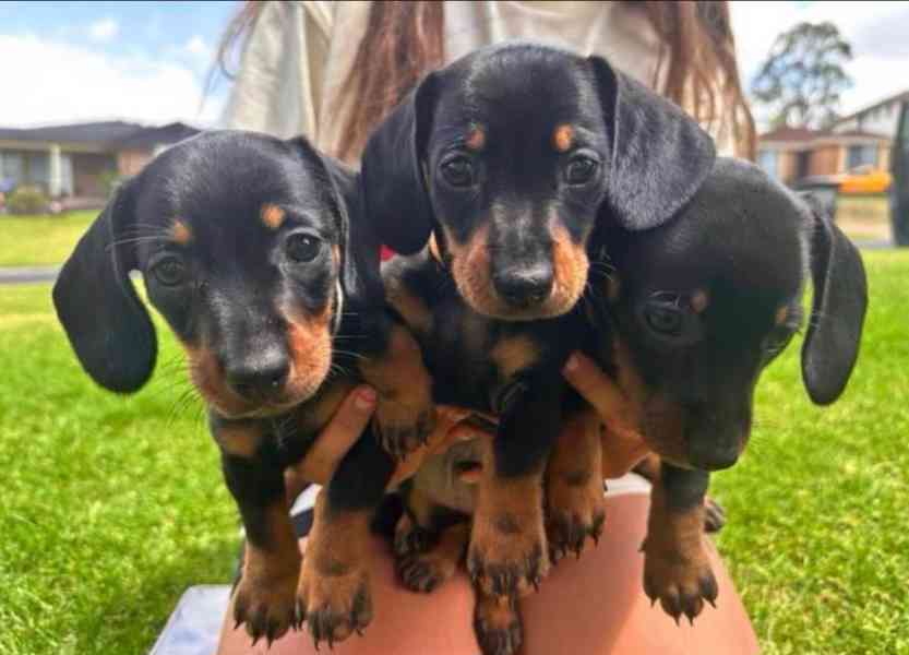 Jezevčík hladkosrstý trpasličí štenátka - foto 4