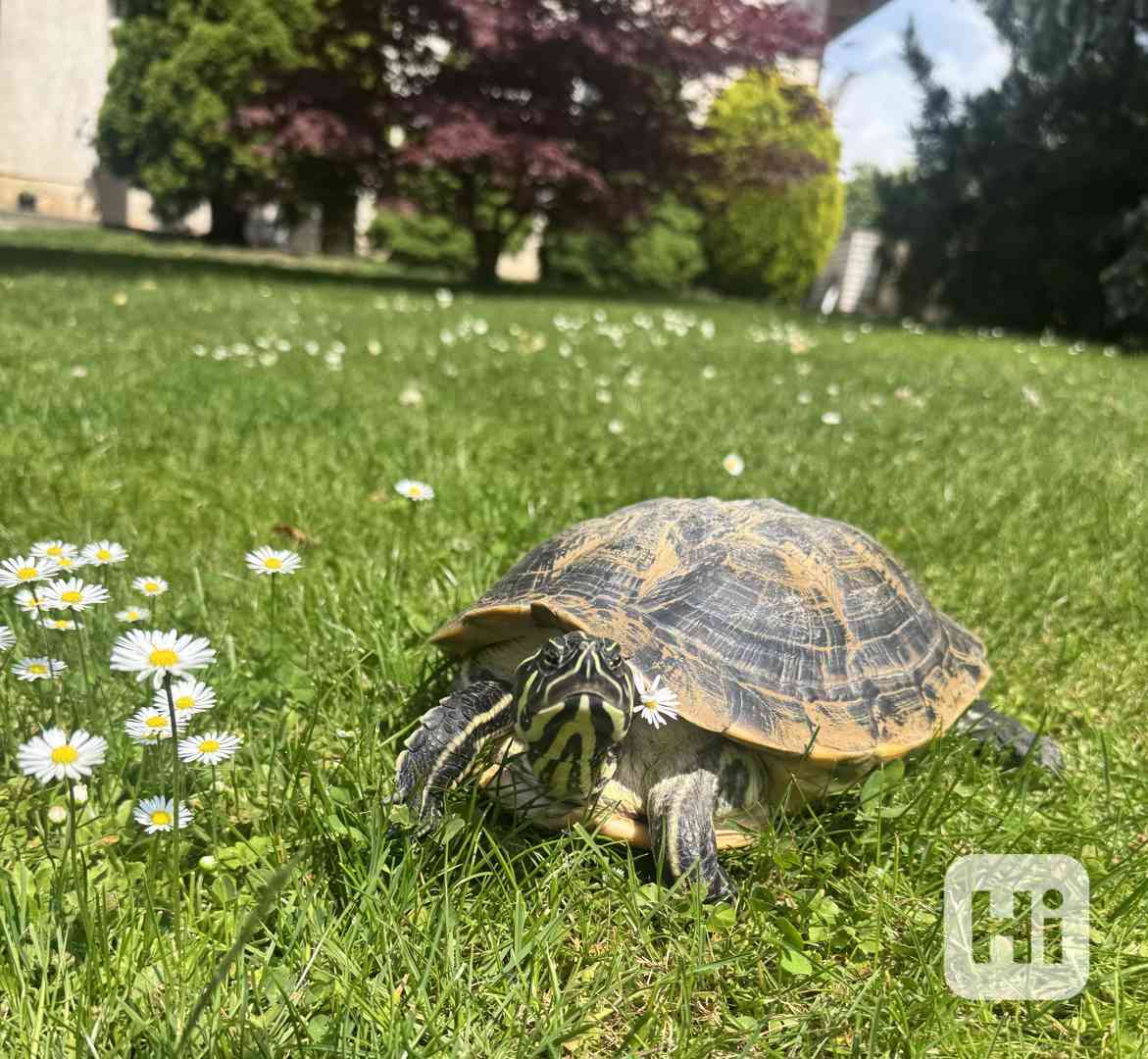 Želva žíhaná - foto 1