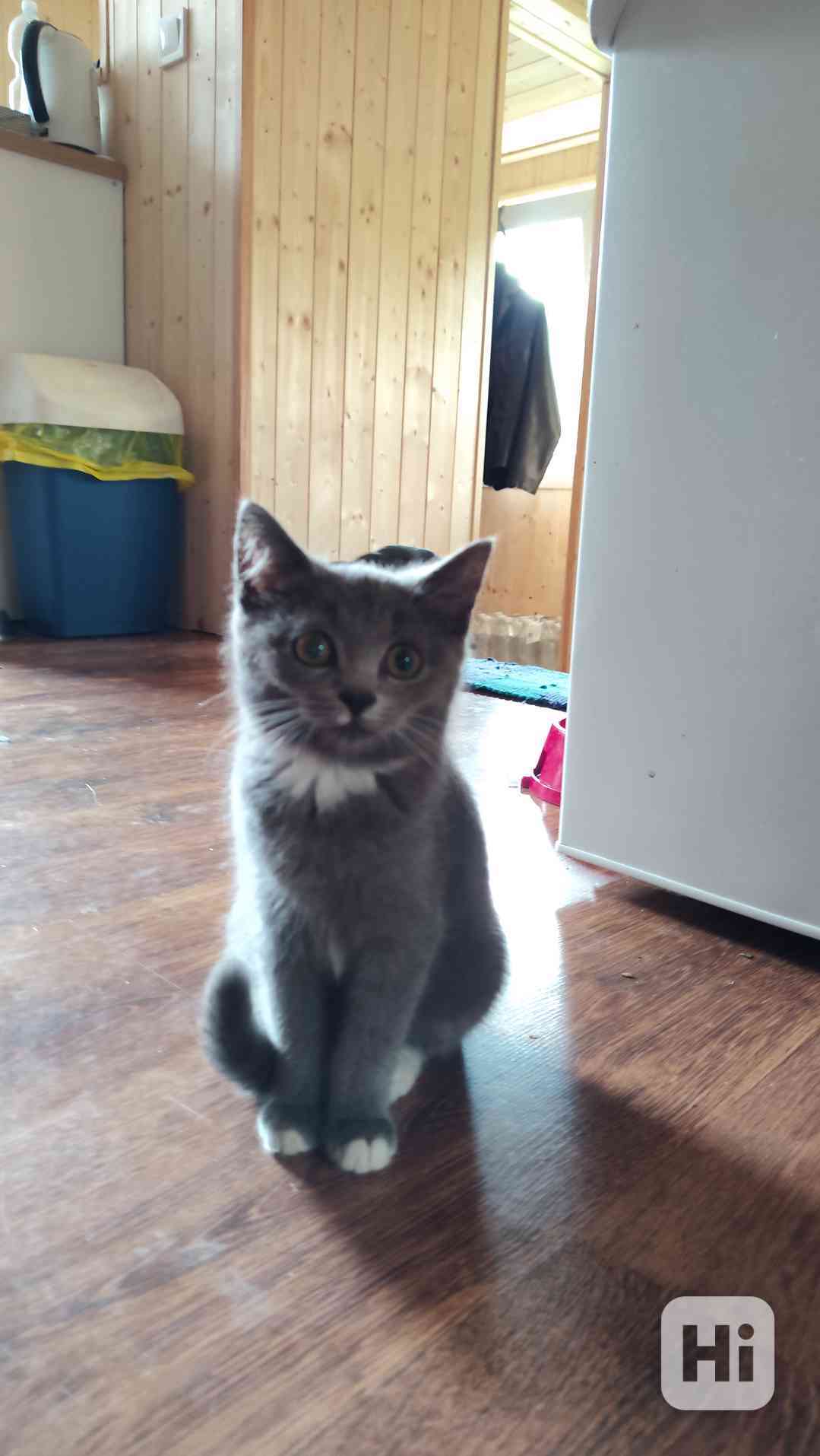 Koťě - foto 1