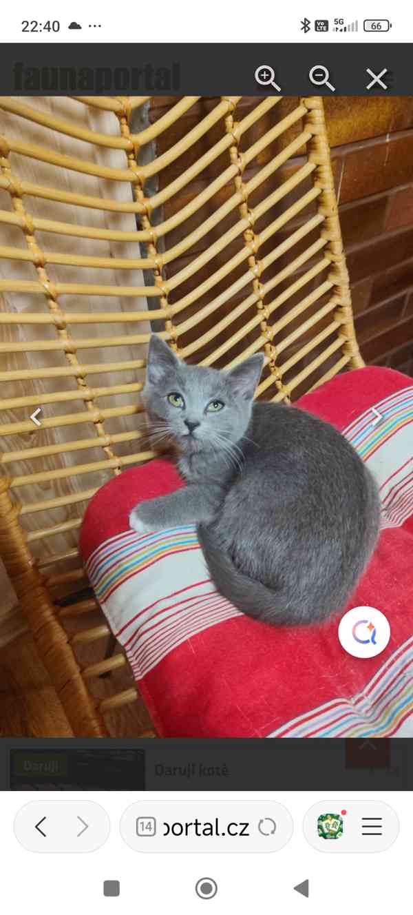 Koťě - foto 4