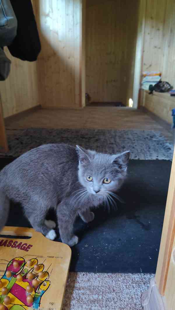 Koťě - foto 3