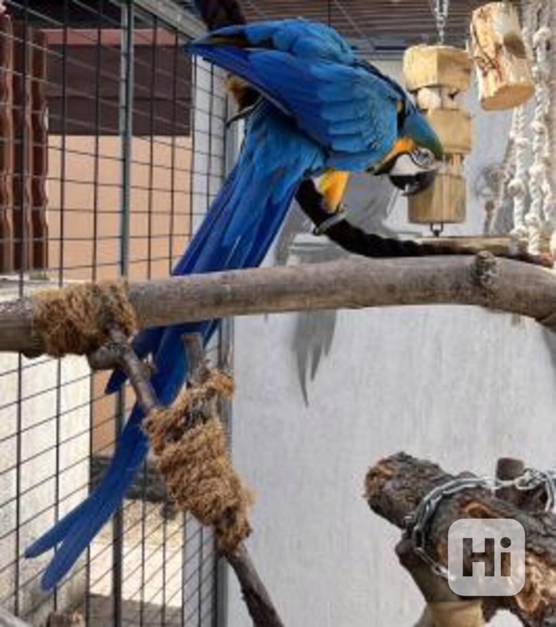 Modrý a zlatý papoušek nyní dostupný - foto 1