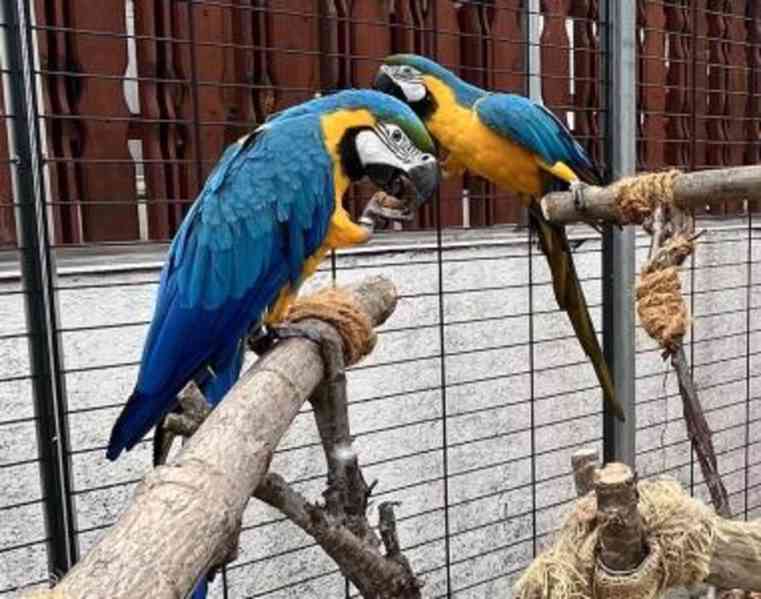 Modrý a zlatý papoušek nyní dostupný - foto 2