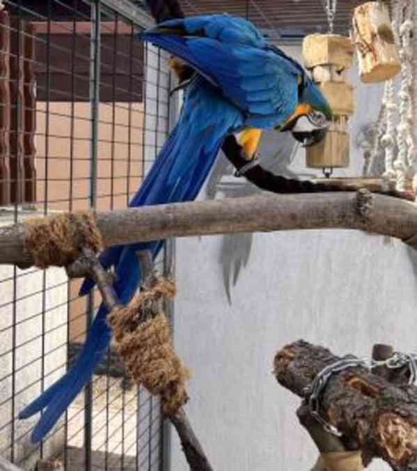 Modrý a zlatý papoušek nyní dostupný