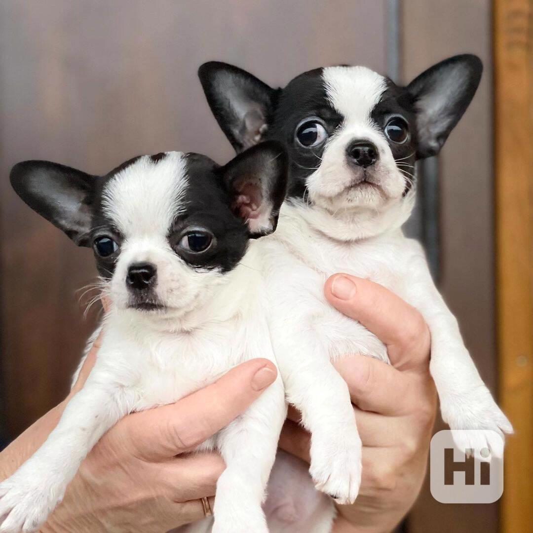 Nádherná bílá štěňata čivavy Nádherná bílá štěňata čivavy. B - foto 1