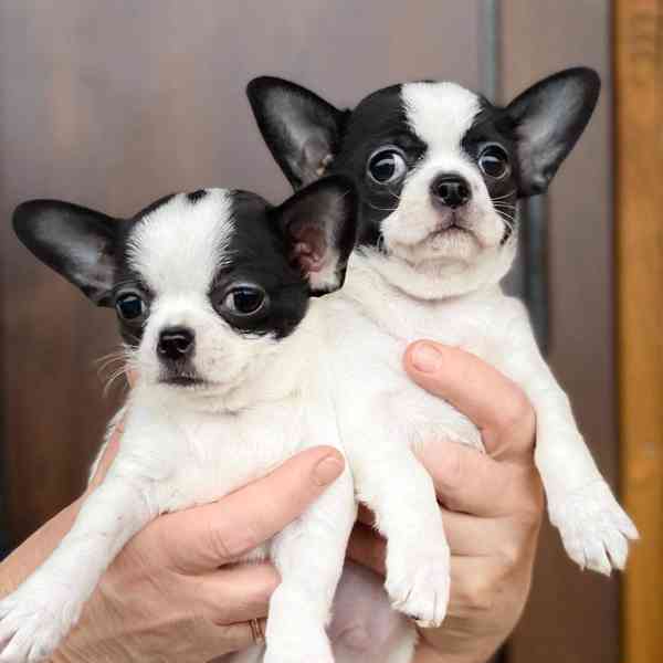 Nádherná bílá štěňata čivavy Nádherná bílá štěňata čivavy. B - foto 1