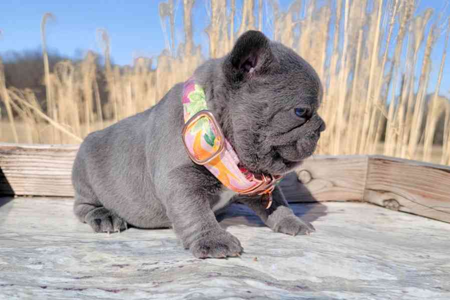 Štěňata francouzského buldoka - foto 2