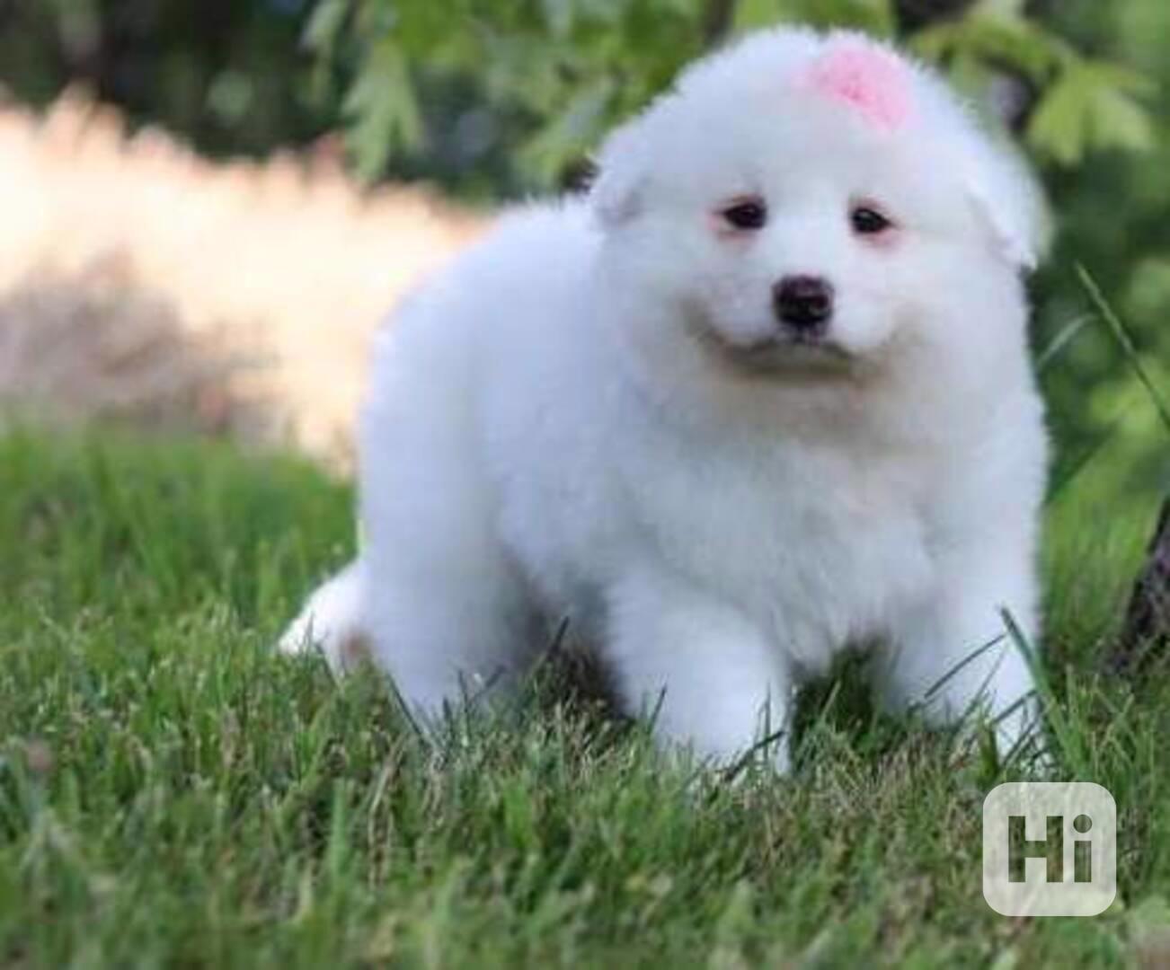 krásná štěňata samoye - foto 1