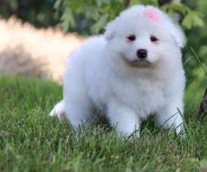 krásná štěňata samoye - foto 1