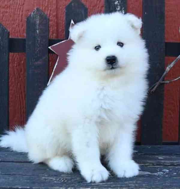 krásná štěňata samoye - foto 2