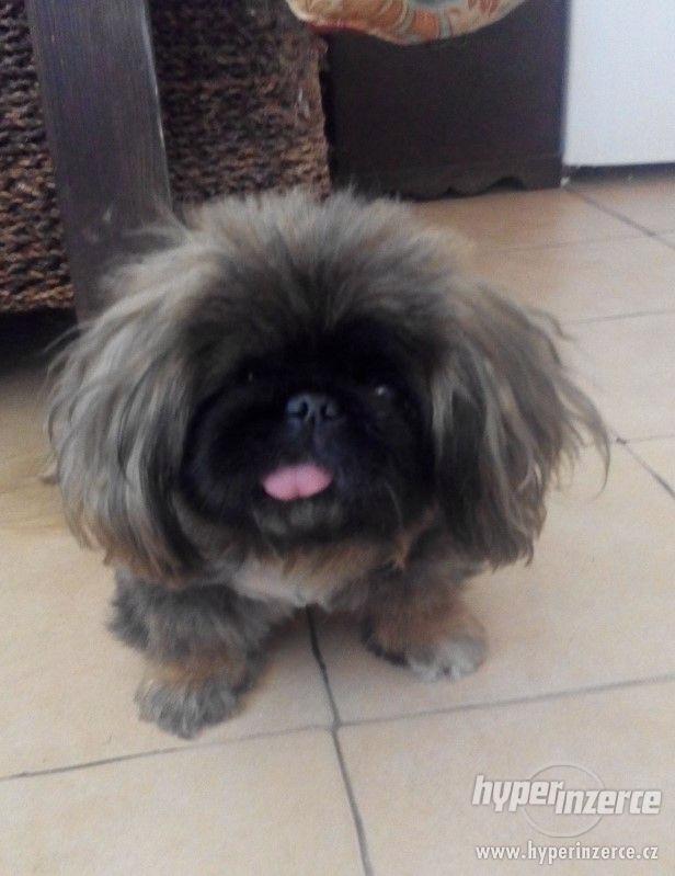 Daruji Pekinéze do dobrých rukou - foto 1