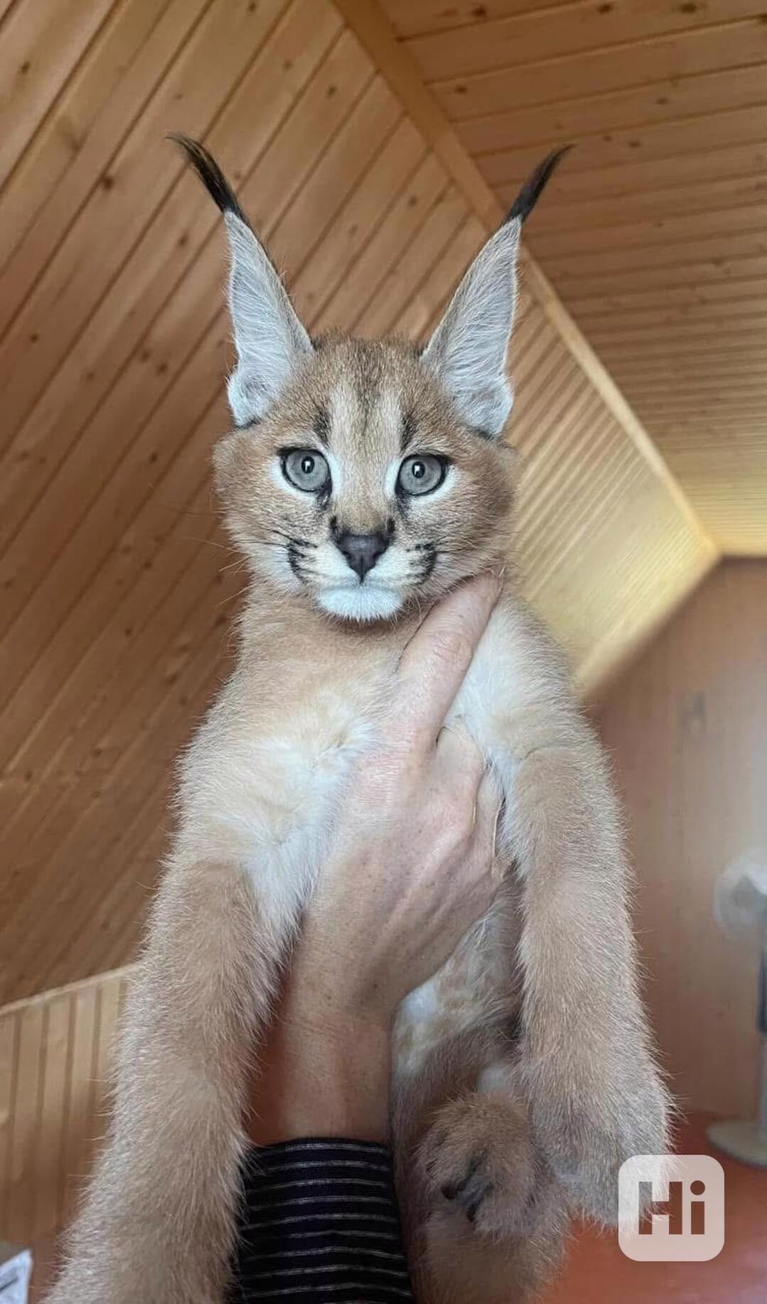 Savani Cat Serval a Karakal v 8 týdnech - foto 1