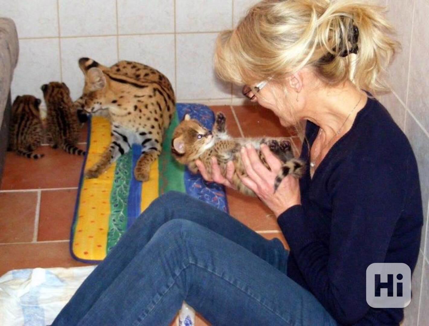 Savani Cat Serval a Karakal v 8 týdnech - foto 1