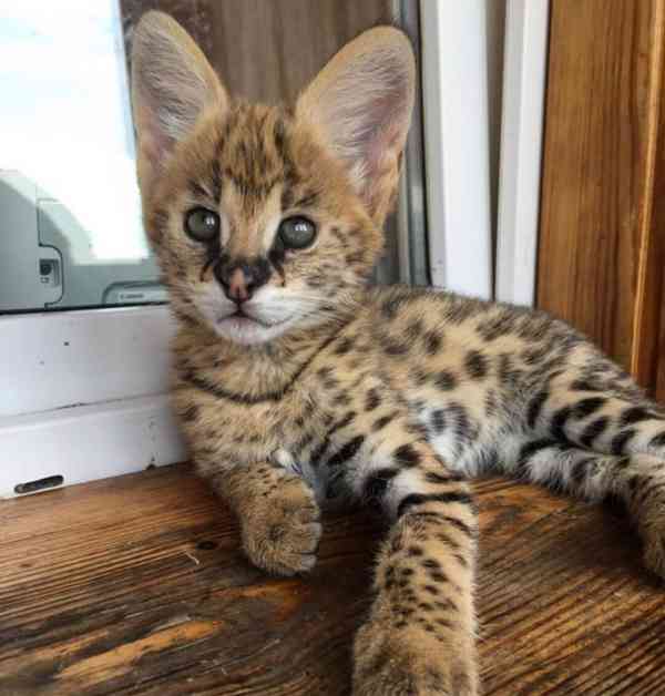 Savani Cat Serval a Karakal v 8 týdnech - foto 4