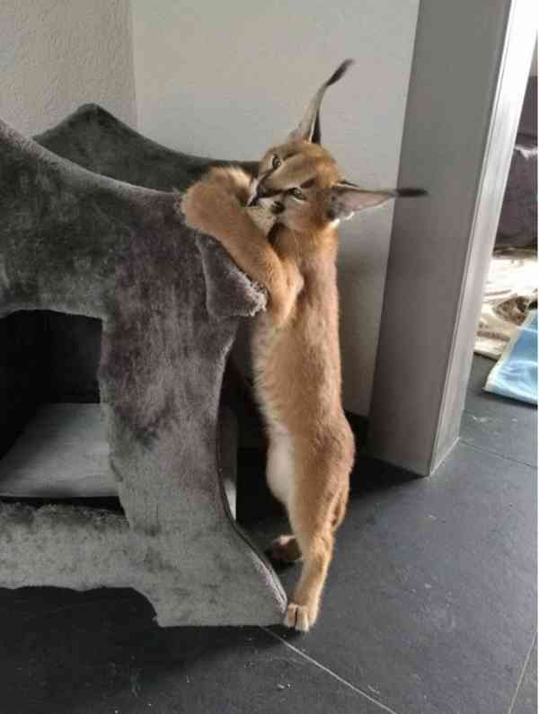 Savani Cat Serval a Karakal v 8 týdnech - foto 3