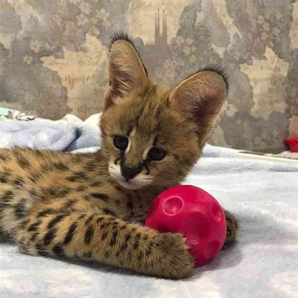 Savani Cat Serval a Karakal v 8 týdnech - foto 6