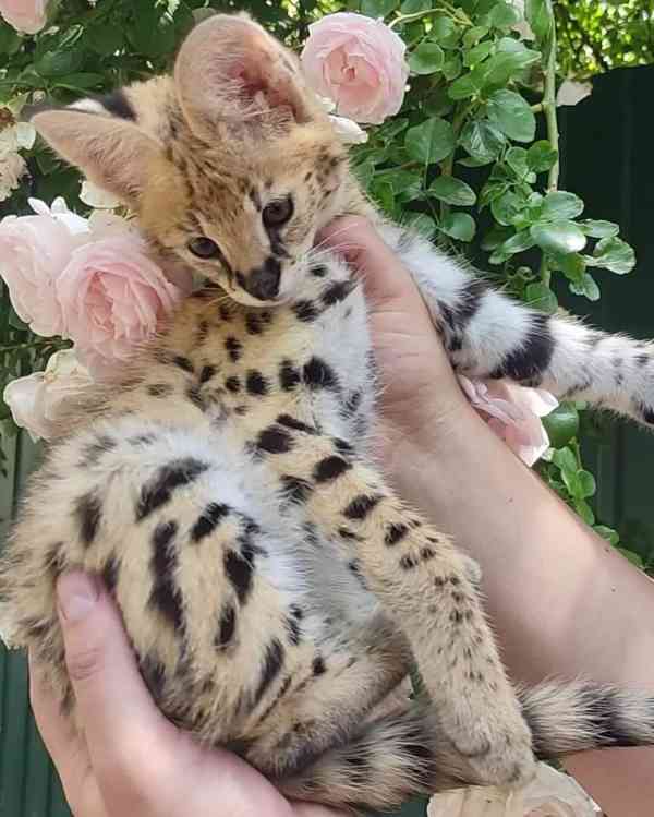 Savani Cat Serval a Karakal v 8 týdnech - foto 3