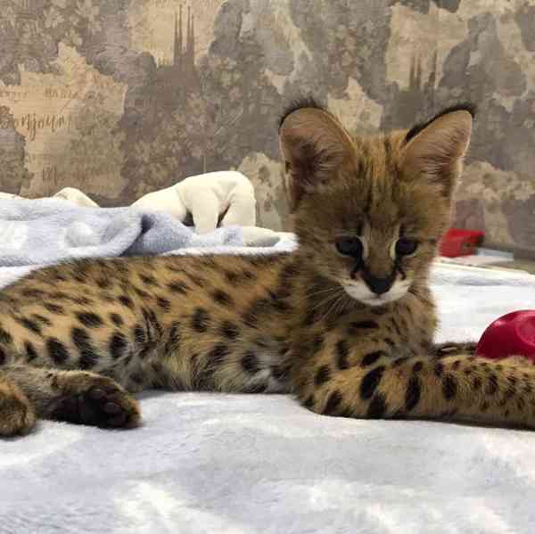 Savani Cat Serval a Karakal v 8 týdnech - foto 5