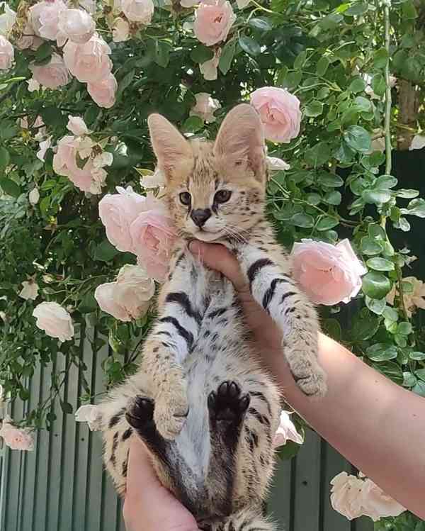 Savani Cat Serval a Karakal v 8 týdnech - foto 4