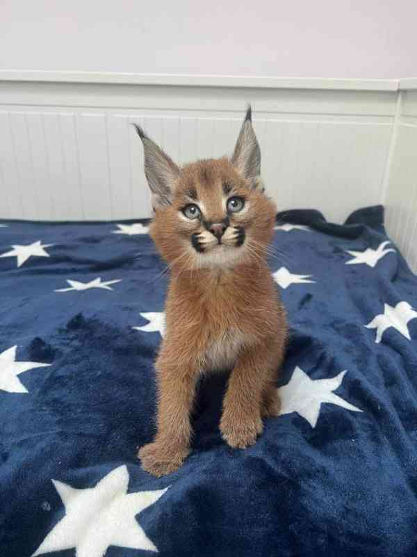 Savani Cat Serval a Karakal v 8 týdnech - foto 2