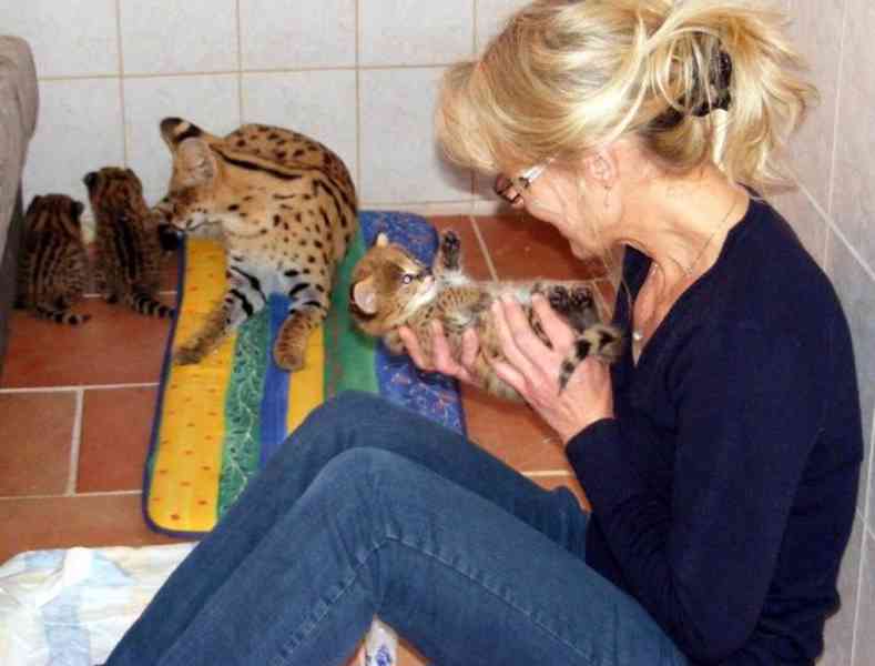 Savani Cat Serval a Karakal v 8 týdnech - foto 1