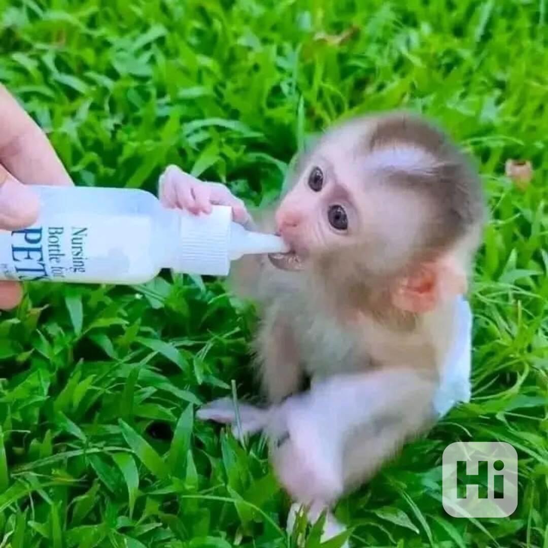 Roztomilá malá kapucínská opice - foto 1