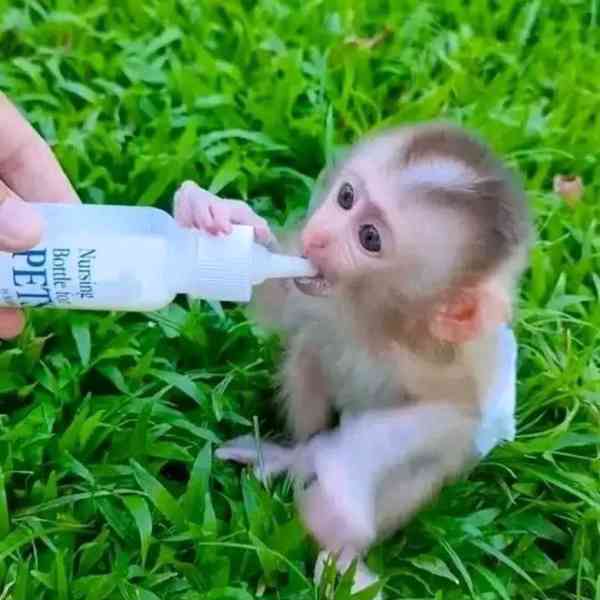 Roztomilá malá kapucínská opice