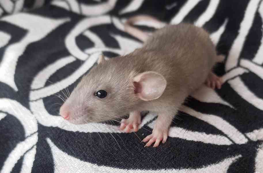 Potkaní miminka s PP - foto 1