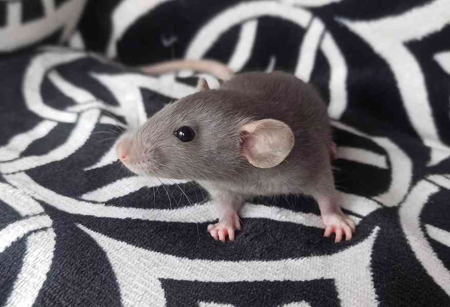 Potkaní miminka s PP - foto 2