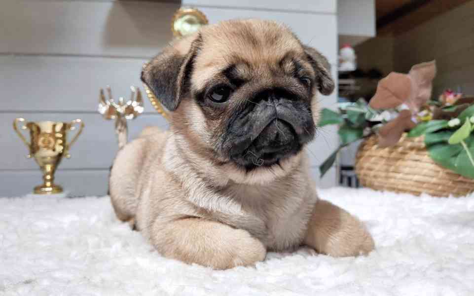 Vytírá štěňata k adopci a k ​​přemístění - foto 1