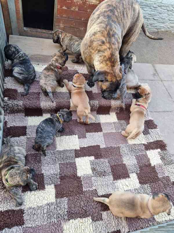 Krásná štěňata bullmastifa hledají milující domov! - foto 3