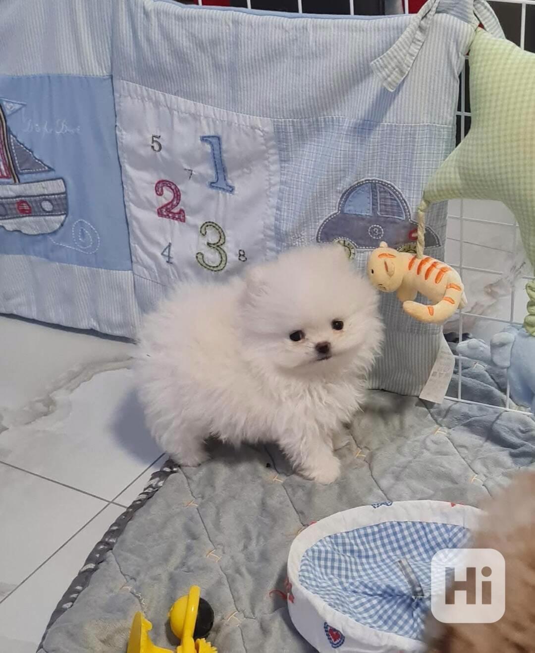 Štěňata pomeranského k adopci - foto 1