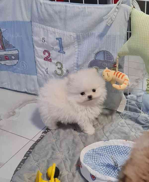 Štěňata pomeranského k adopci - foto 1