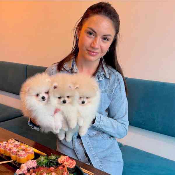 Štěňata pomeranského k adopci - foto 3