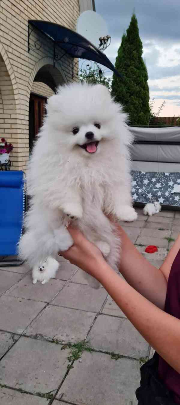 Štěňata pomeranského k adopci - foto 2