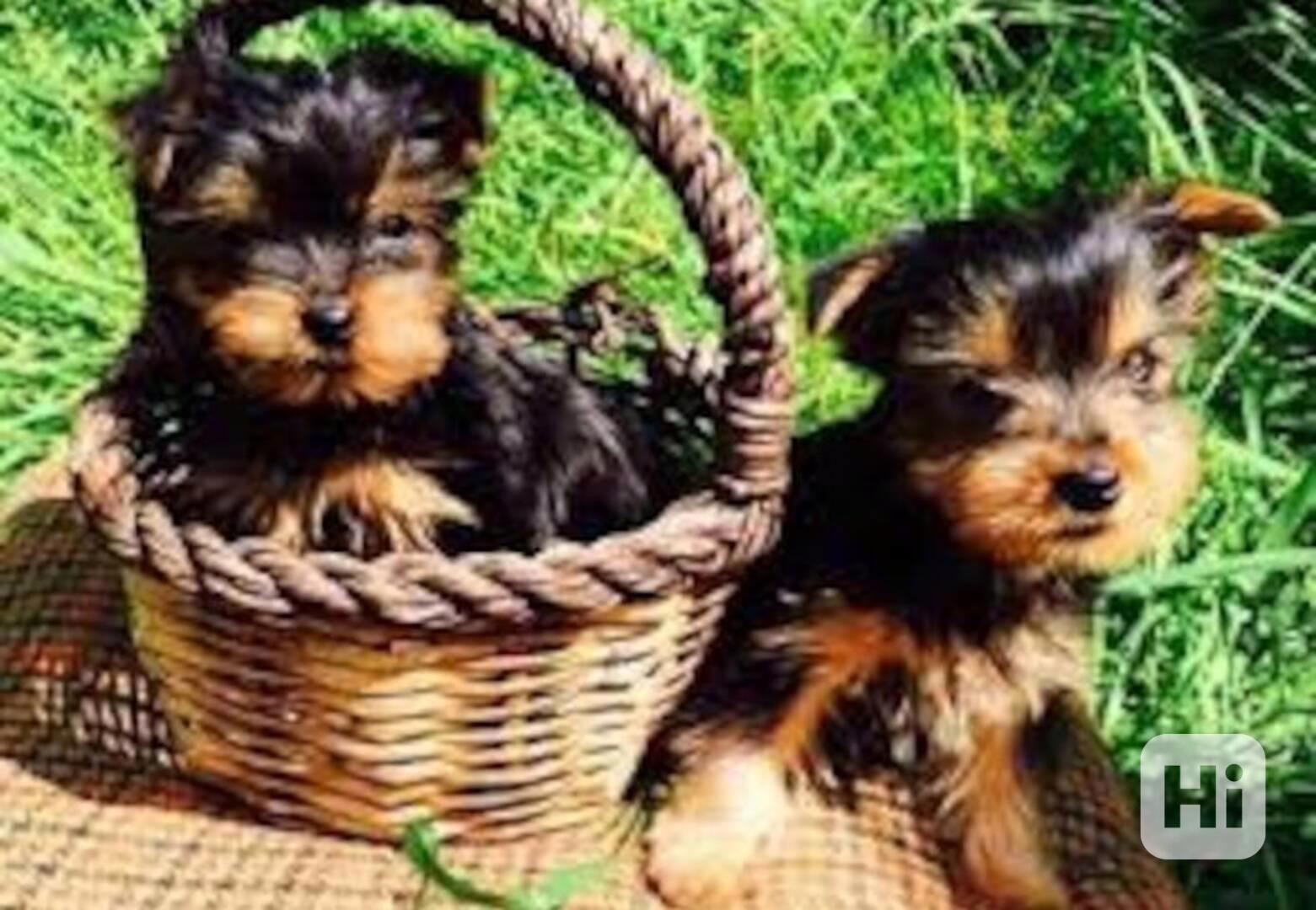 štěňata Yorkie k adopci zdarma - foto 1