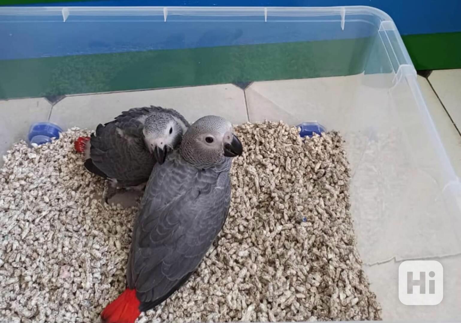 Roztomilí a krásní papoušci šedí afričtí na prodej - foto 1