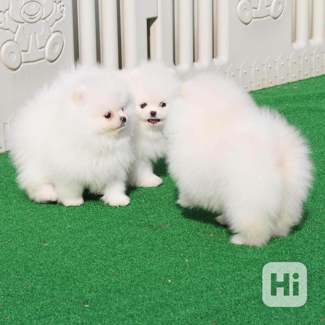 Štěňata pomeranianů k adopci  - foto 1