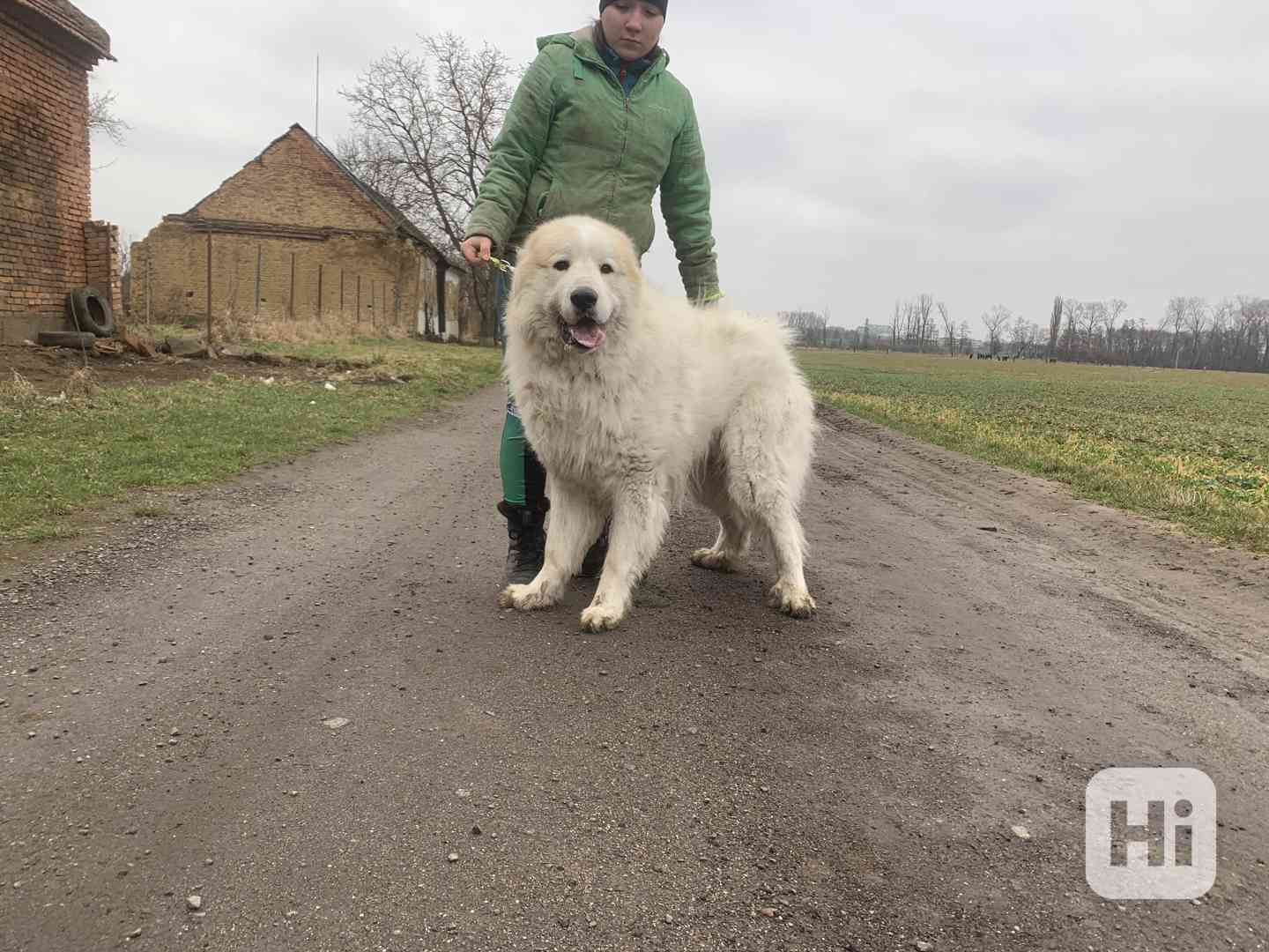 Mladý Pyrenejský horský pes  - foto 1