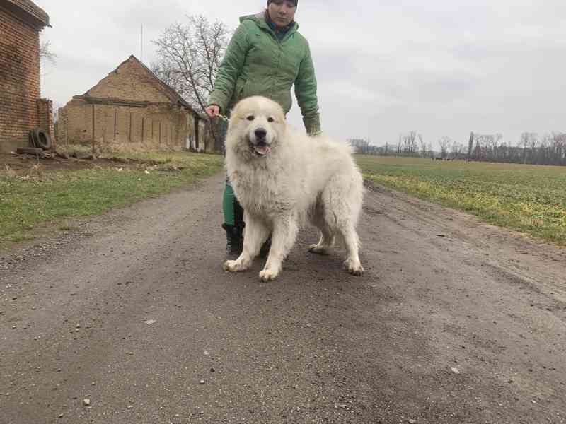 Mladý Pyrenejský horský pes  - foto 1