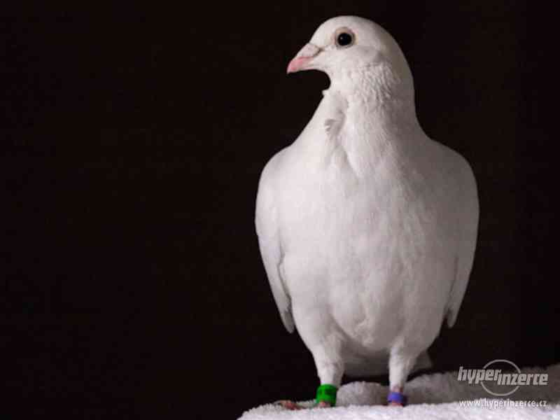 Prodej holuba kalifornského - foto 1