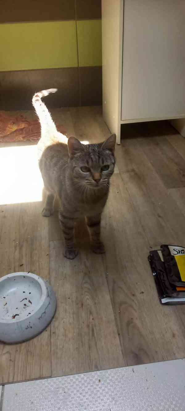 Kočičí mládež touží po domově - foto 5