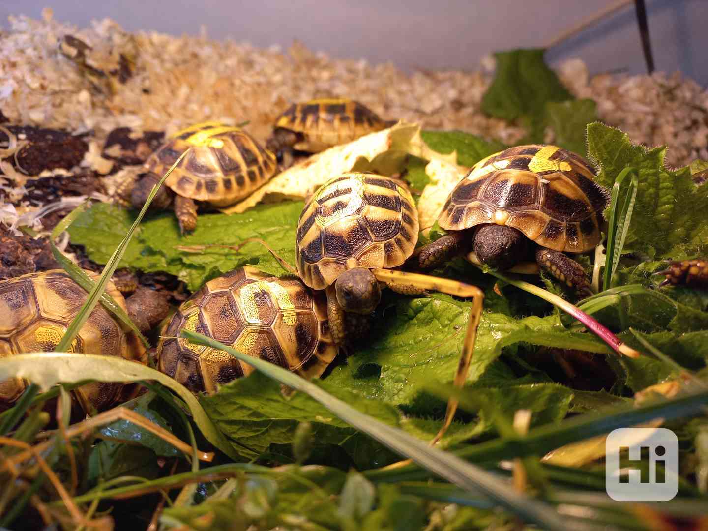 Prodám mláďata druhu želva zelenavá (Testudo hermanni) - foto 1