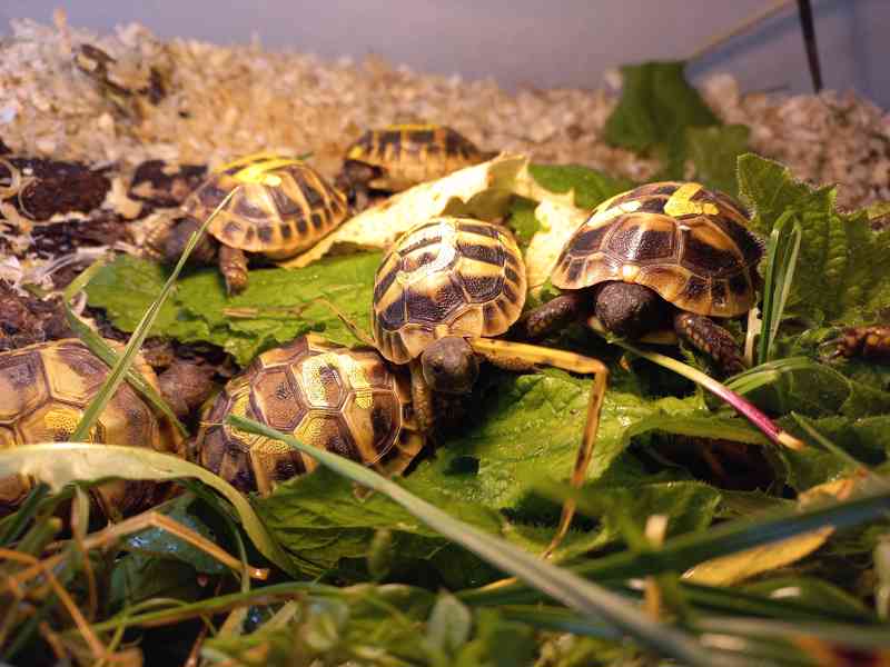 Prodám mláďata druhu želva zelenavá (Testudo hermanni) - foto 1